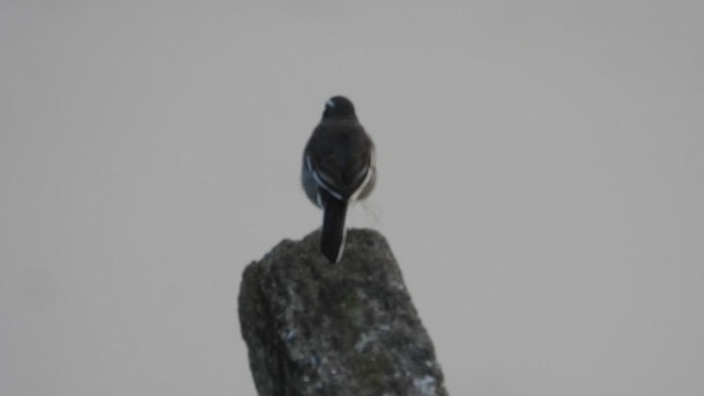 White-browed Wagtail - ML609814260