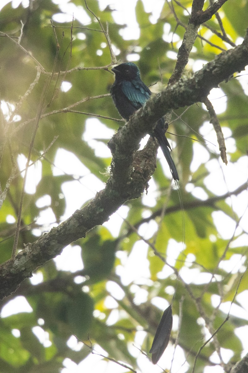 Lesser Racket-tailed Drongo - ML609814445
