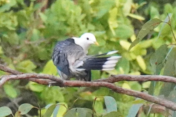 Black-banded Fruit-Dove - ML609814857