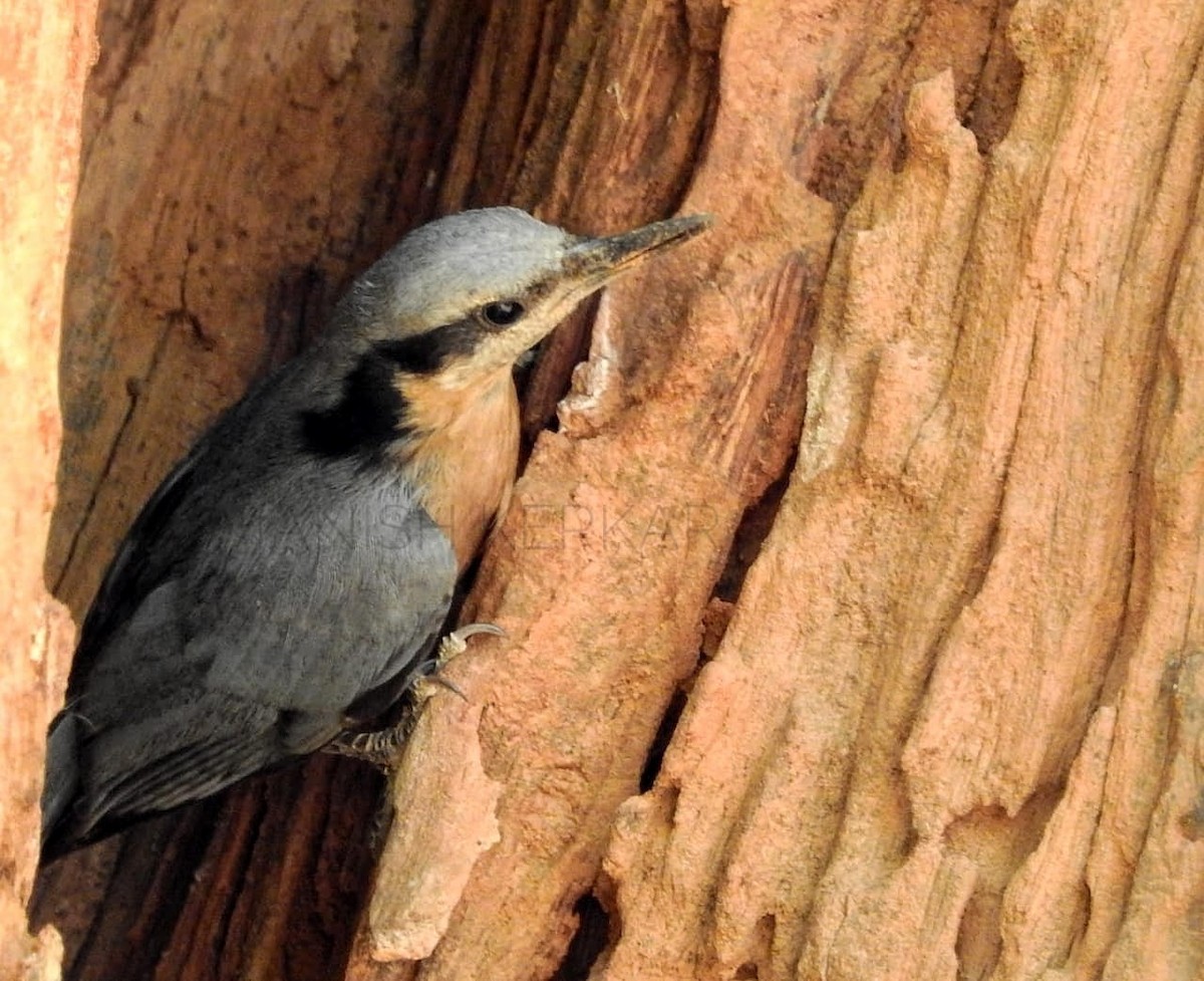 Indian Nuthatch - MH Rarities and Uncommoners (proxy account)