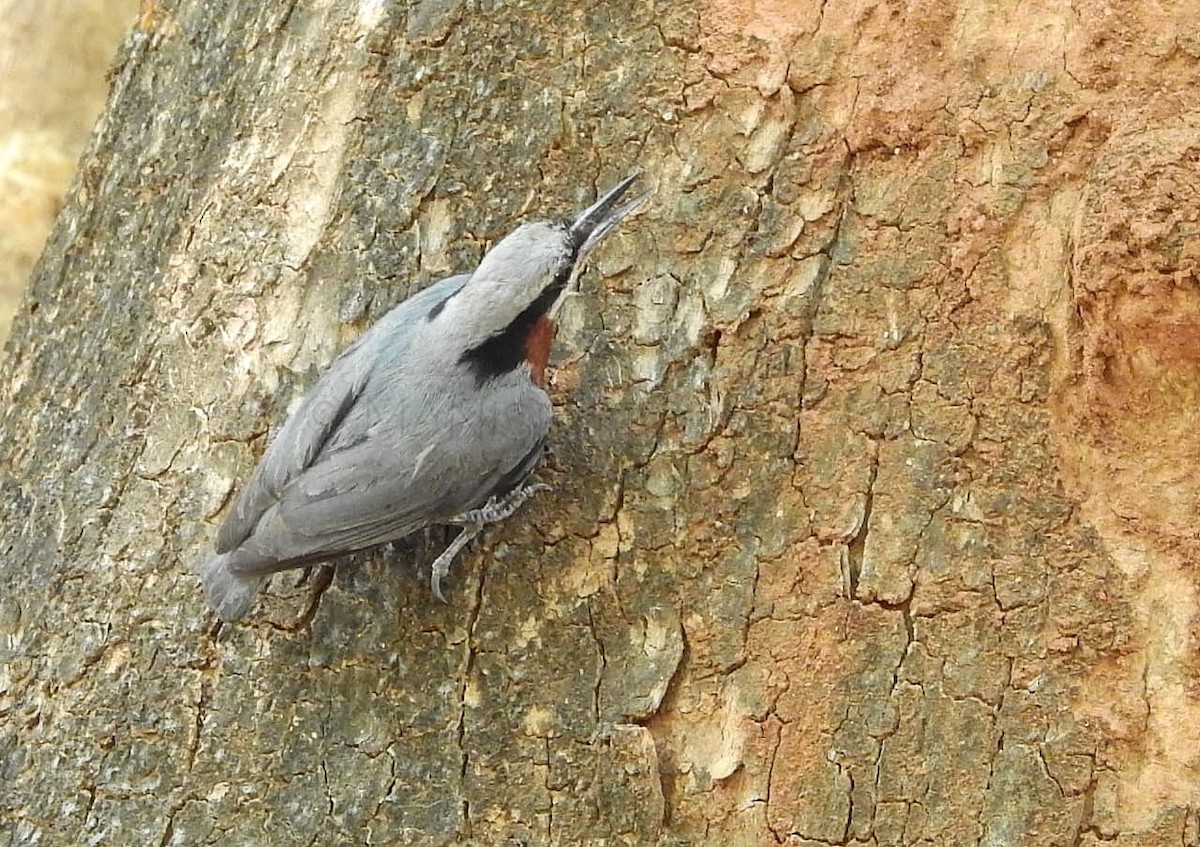 Indian Nuthatch - MH Rarities and Uncommoners (proxy account)