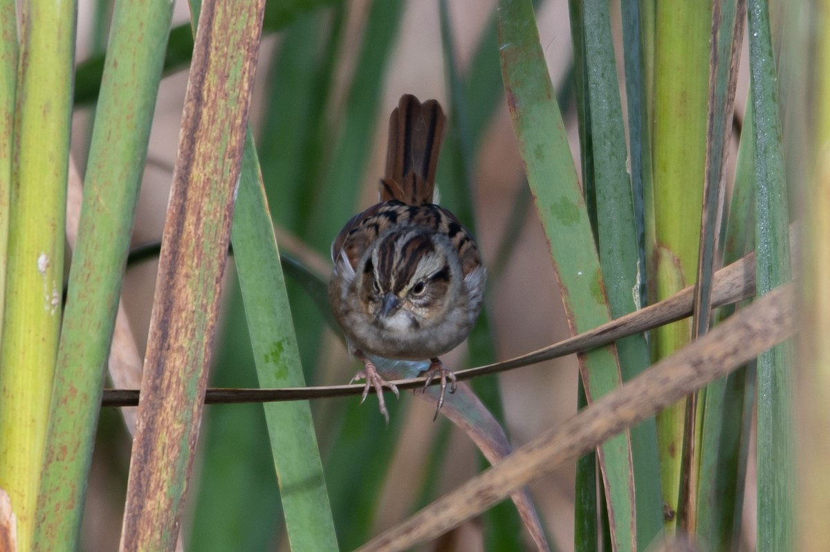Swamp Sparrow - ML609816575