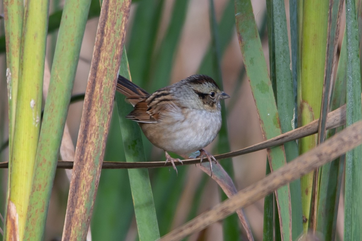 Swamp Sparrow - ML609816576