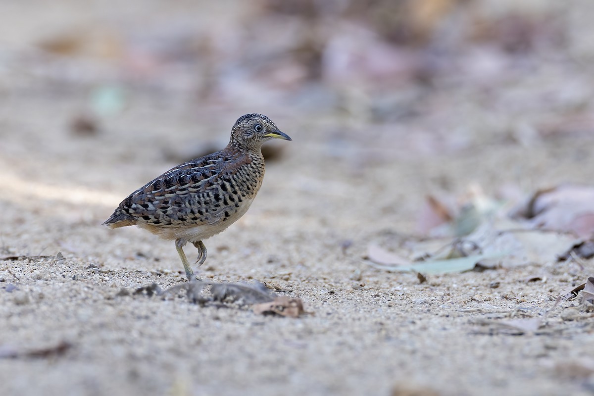 Red-backed Buttonquail - ML609816669