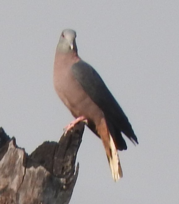 Bronze-naped Pigeon - ML609816680