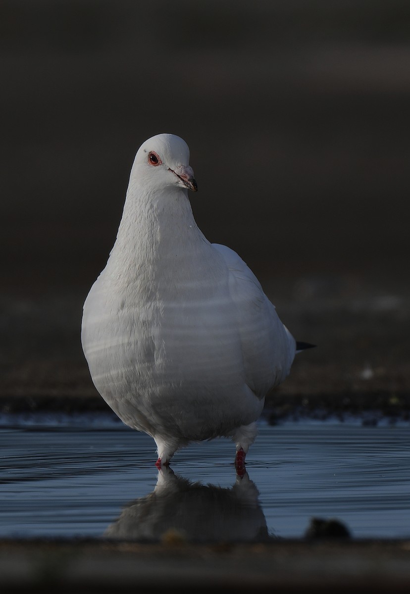 Rock Pigeon (Feral Pigeon) - ML609816727