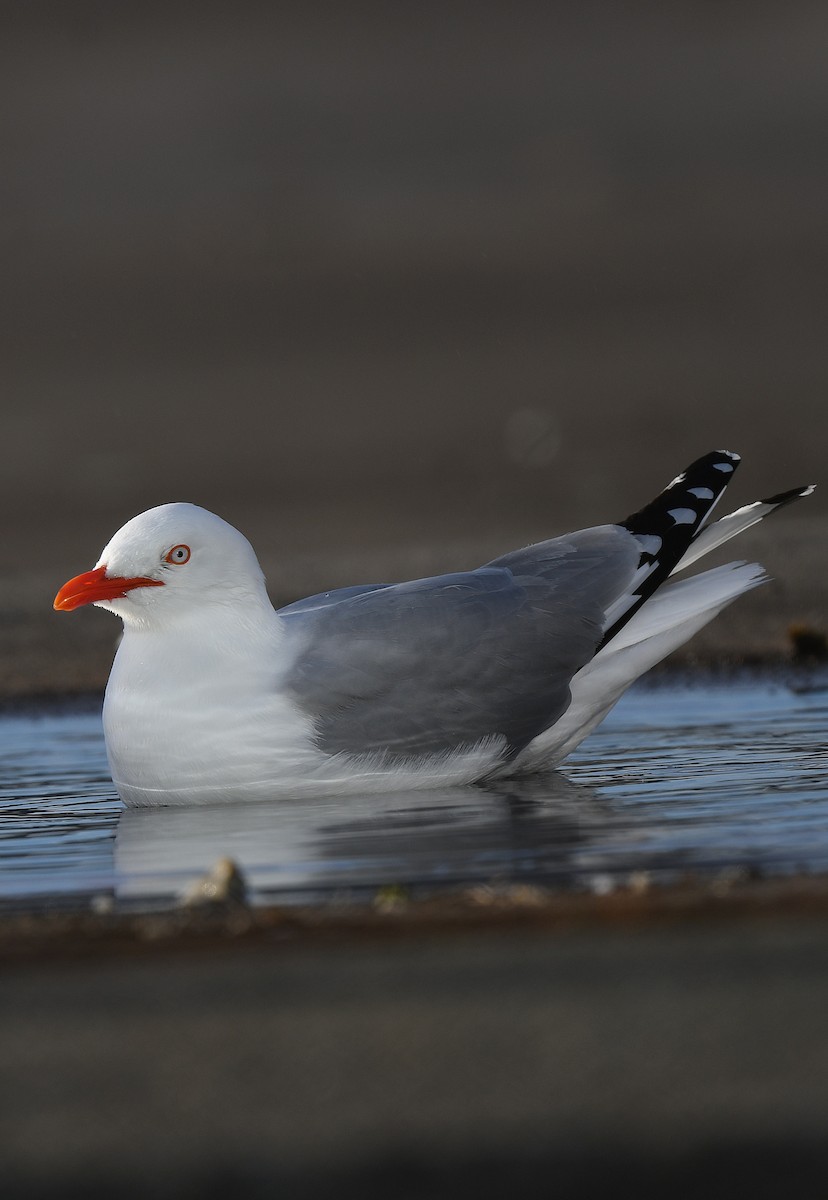 Silver Gull (Red-billed) - ML609816730