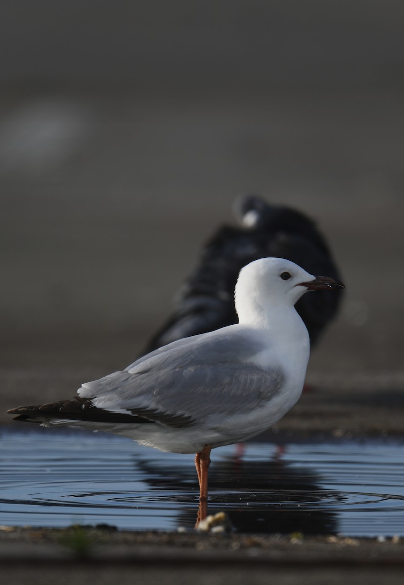 Silver Gull (Red-billed) - norman wu