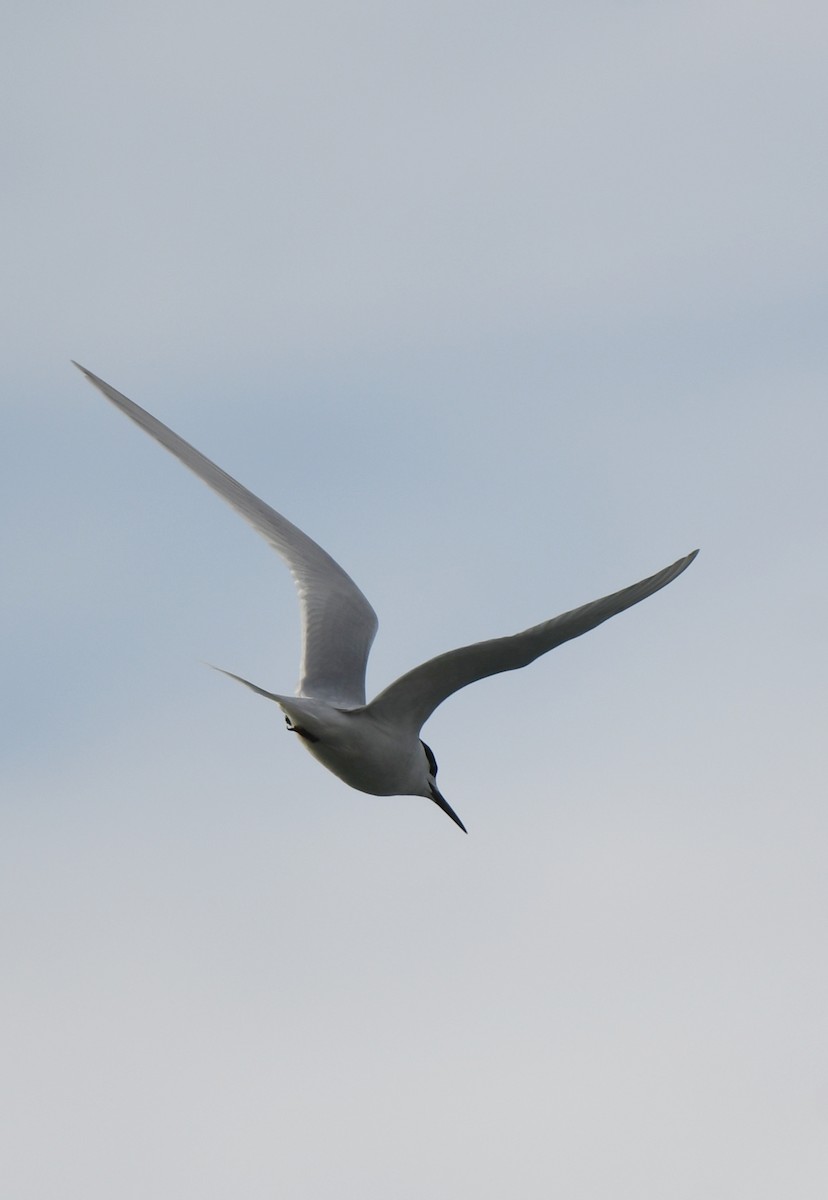 White-fronted Tern - ML609816743