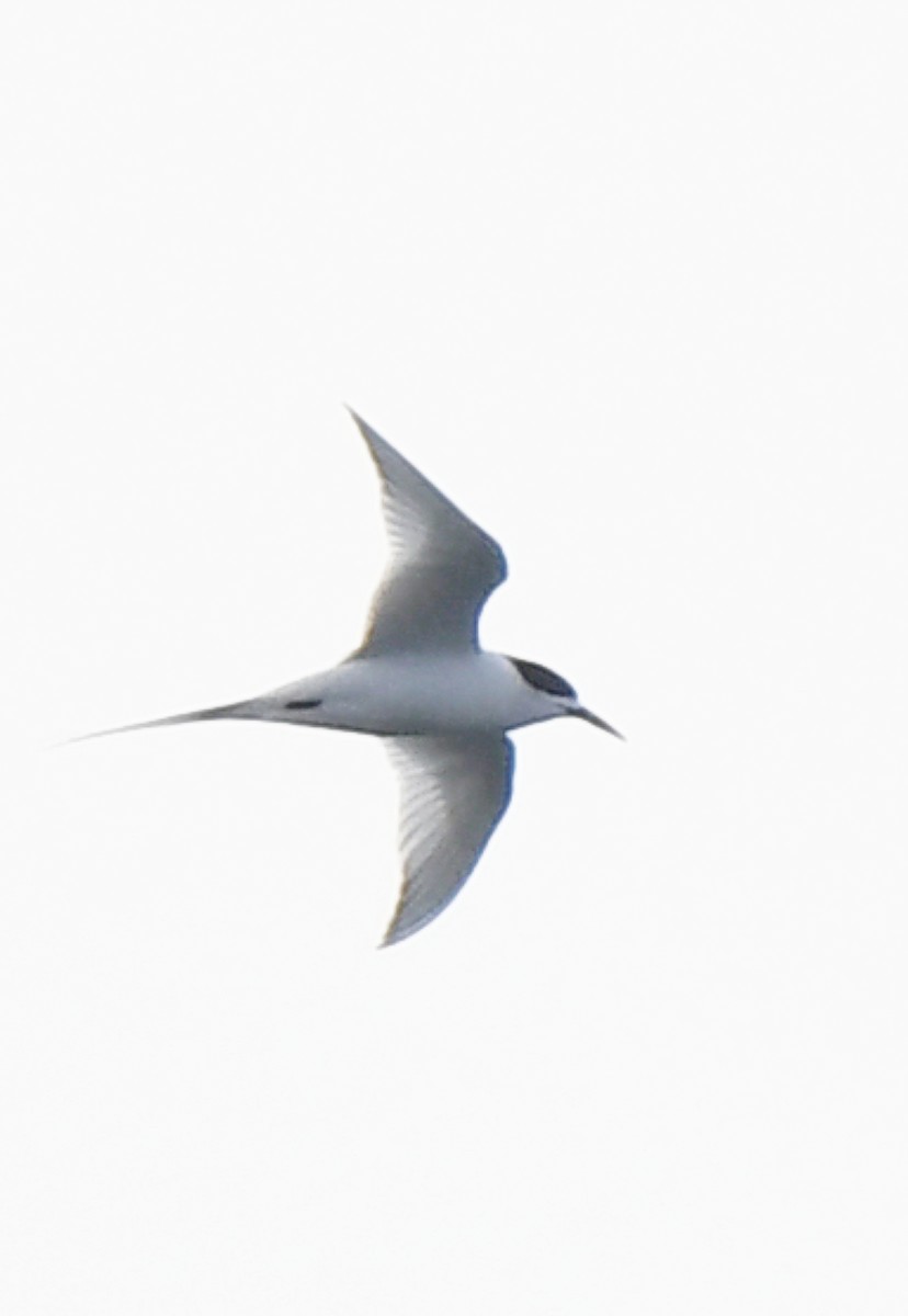 White-fronted Tern - ML609816744