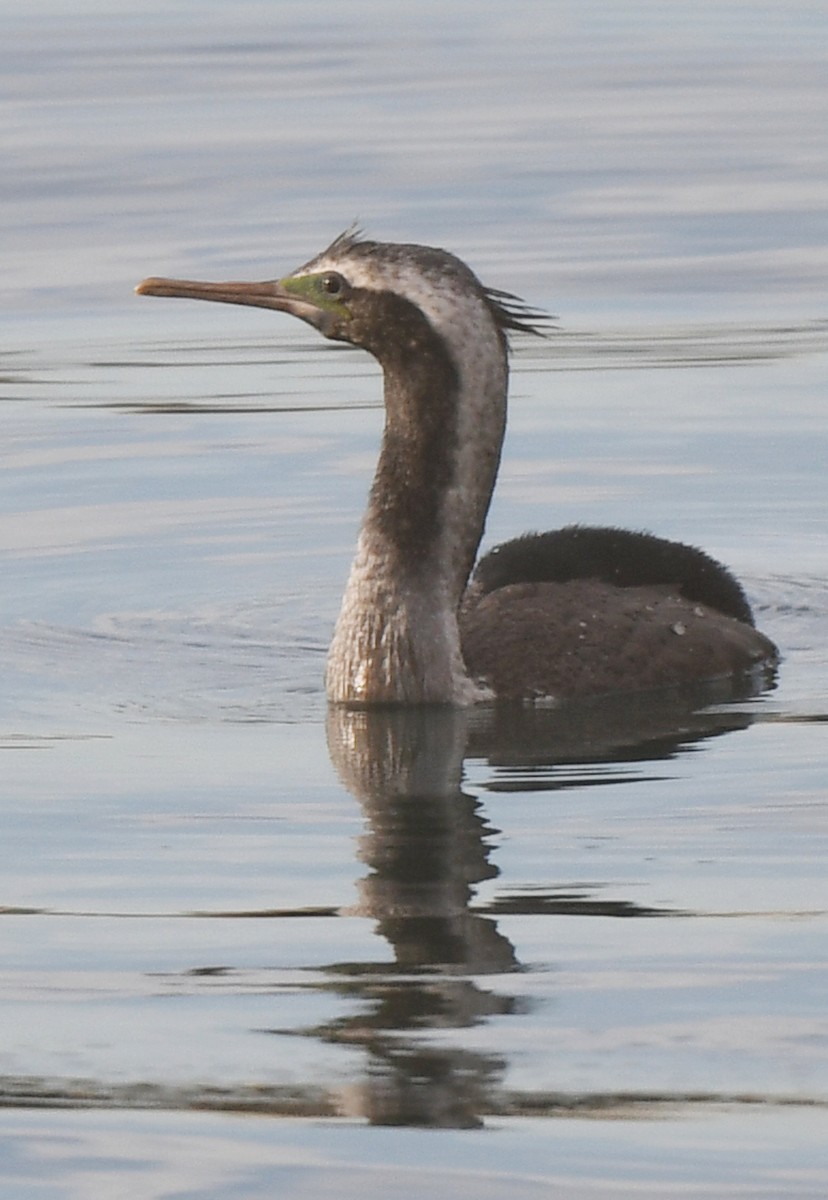 Spotted Shag - ML609816753