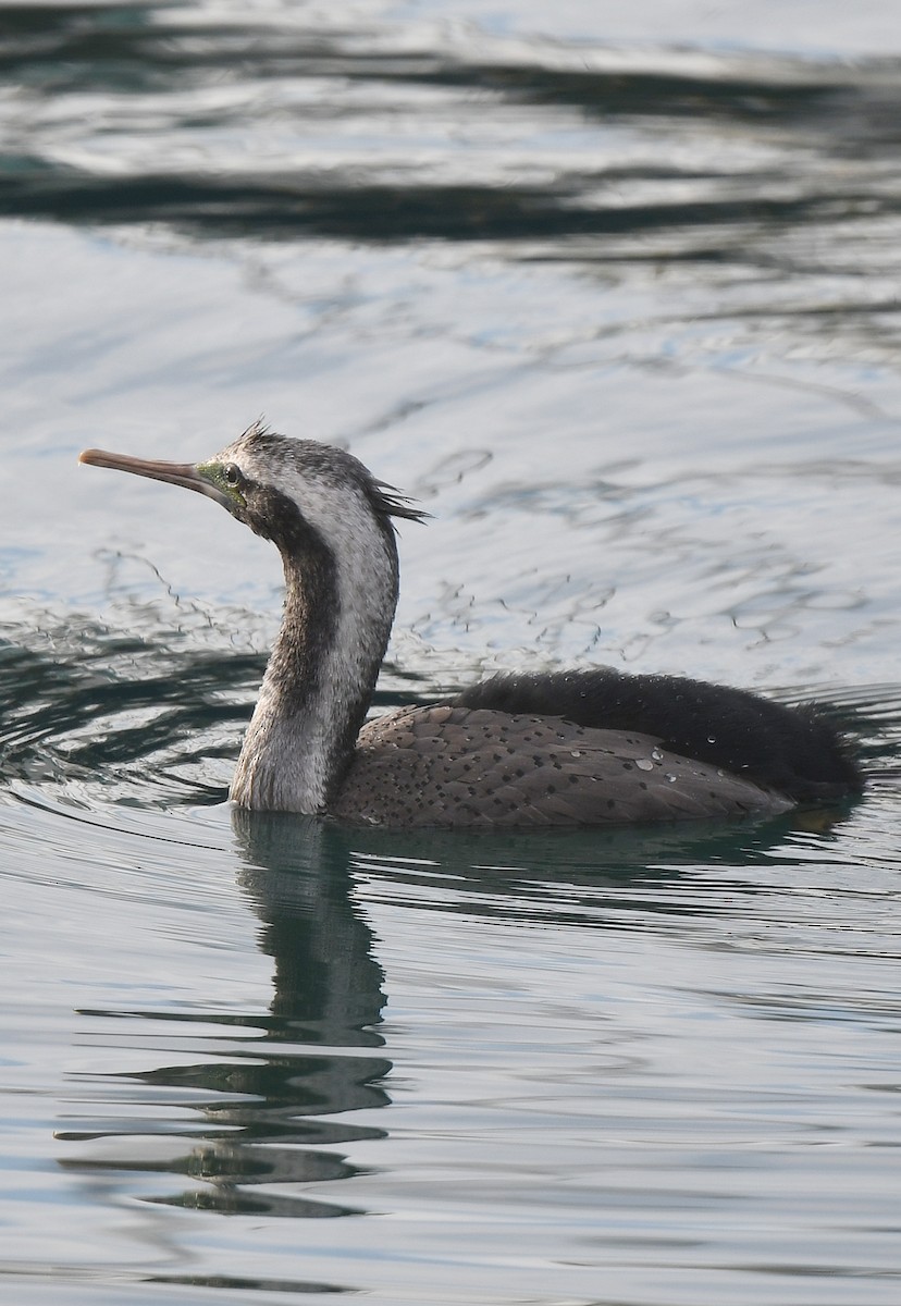 Spotted Shag - ML609816757