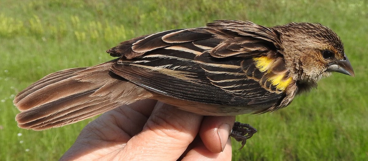 Yellow-mantled Widowbird - Dieter Oschadleus