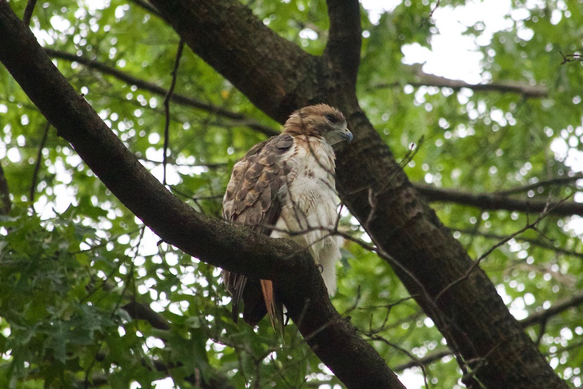 Red-tailed Hawk - ML609817204