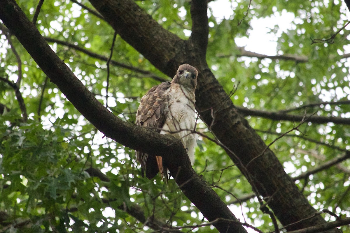 Red-tailed Hawk - ML609817205