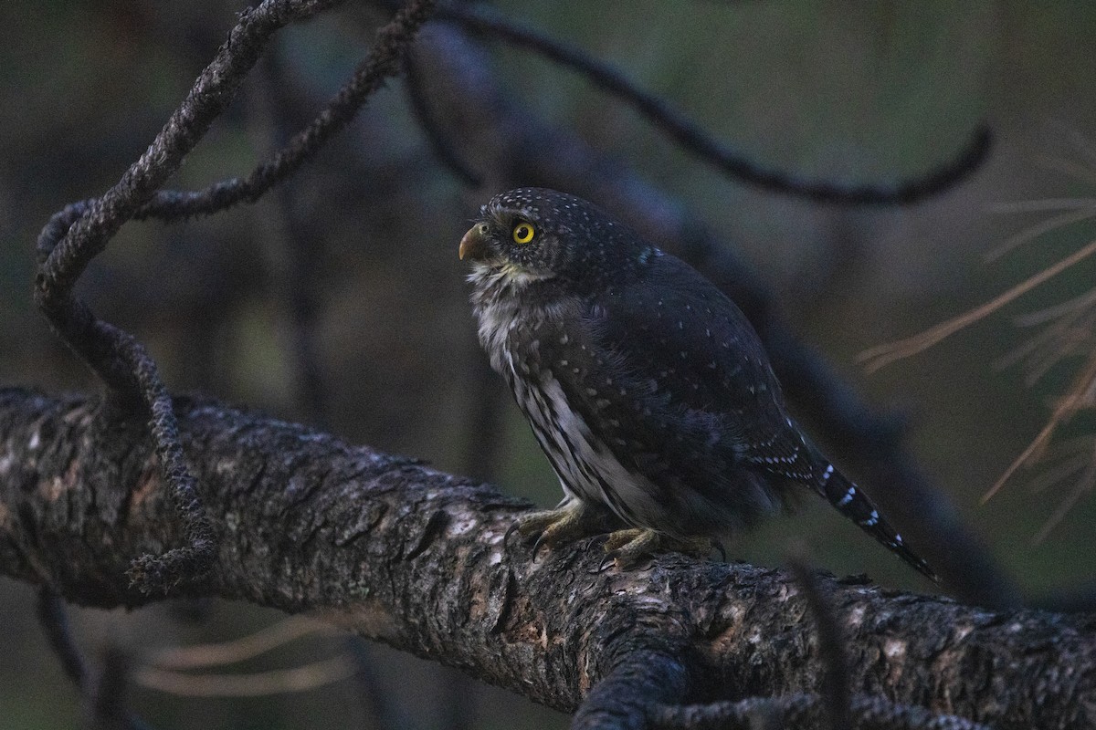 Northern Pygmy-Owl - Richard Bunn