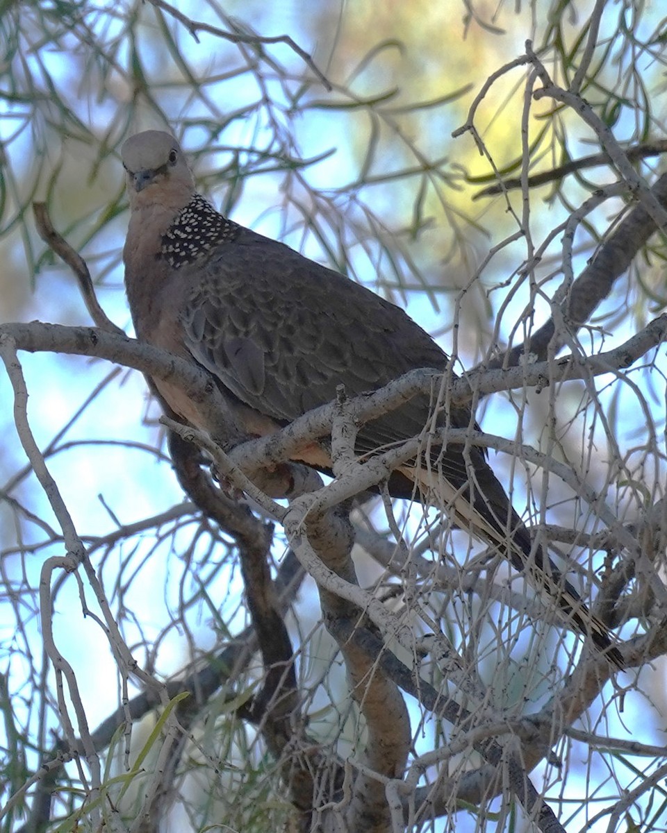 Spotted Dove - ML609817853