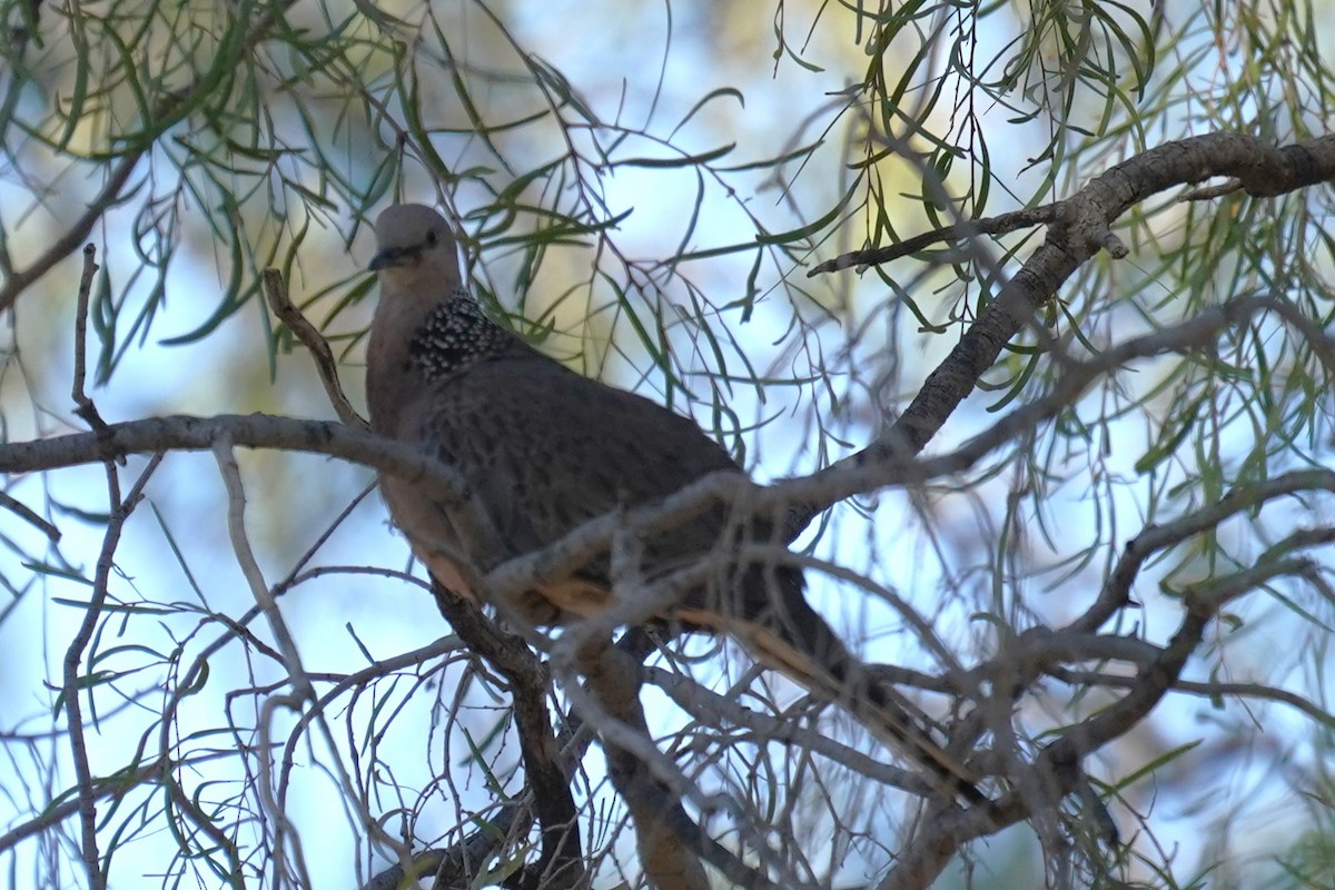 Spotted Dove - ML609817854