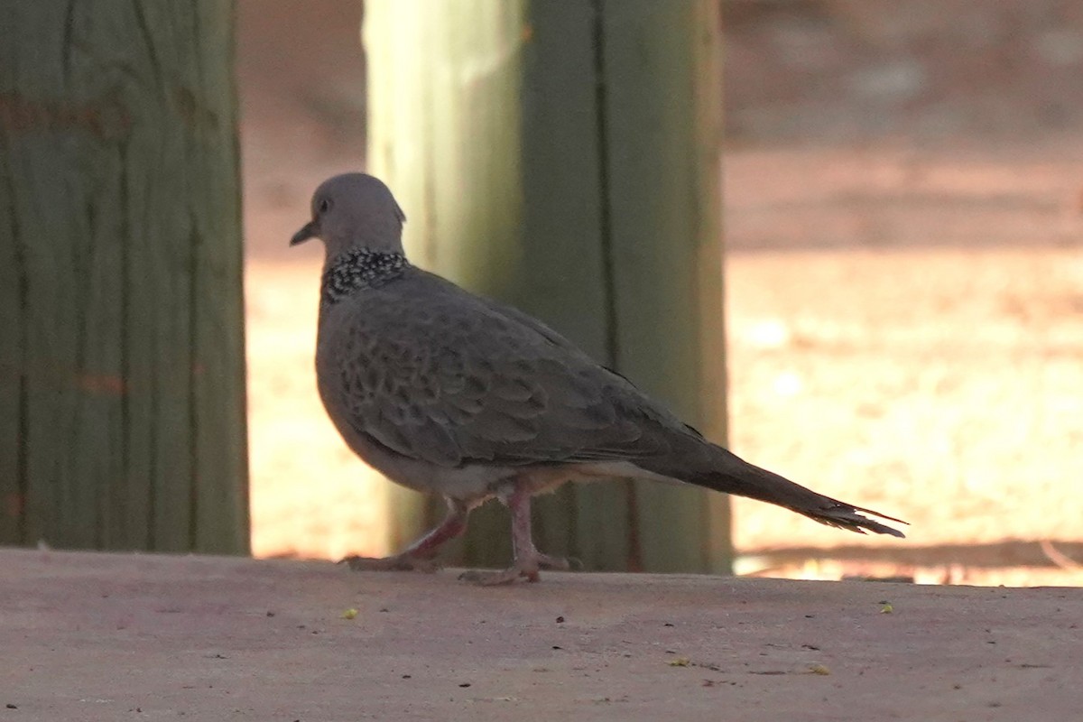 Spotted Dove - ML609817856