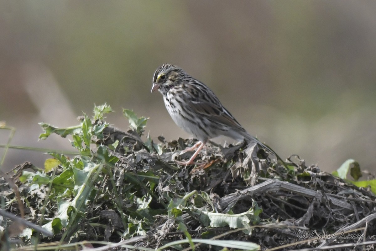 Savannah Sparrow - ML609817985
