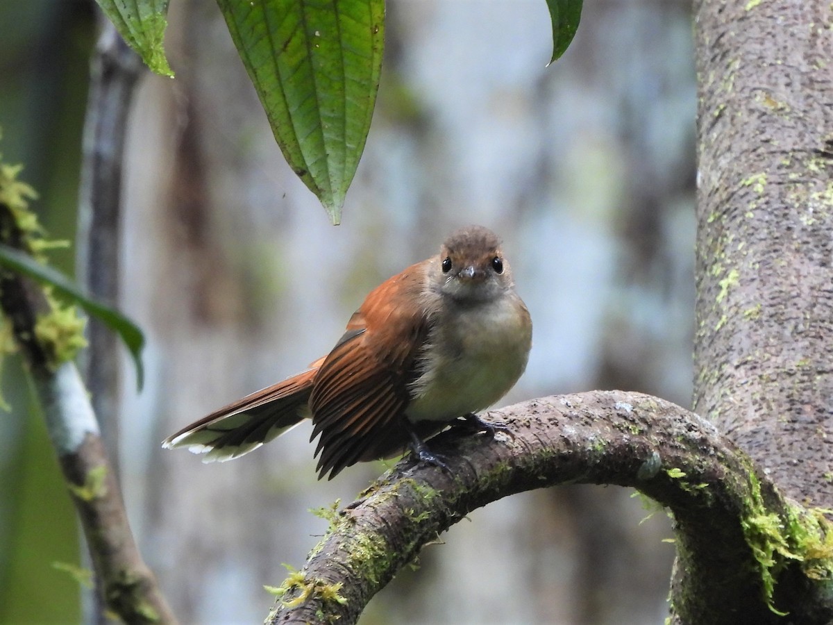Rufous-backed Fantail - ML609818021