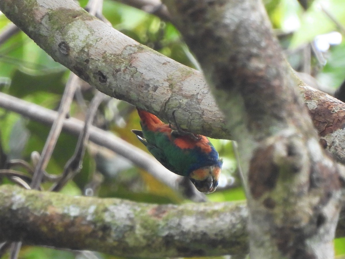 Red-breasted Pygmy-Parrot - ML609818092