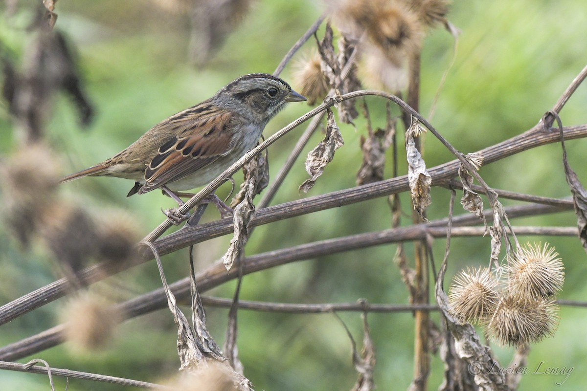 Swamp Sparrow - ML609818250