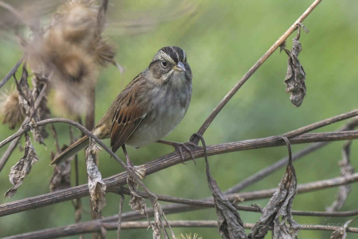 Swamp Sparrow - ML609818255