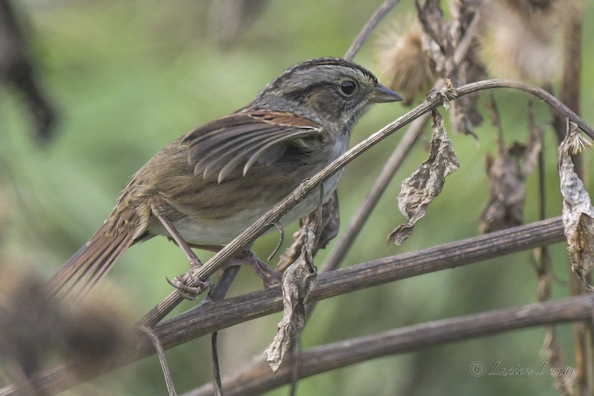 Swamp Sparrow - ML609818283