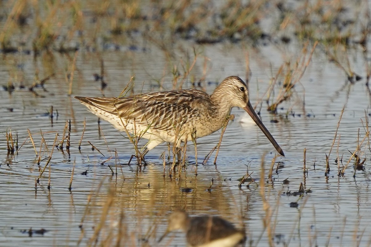 Asian Dowitcher - ML609818390