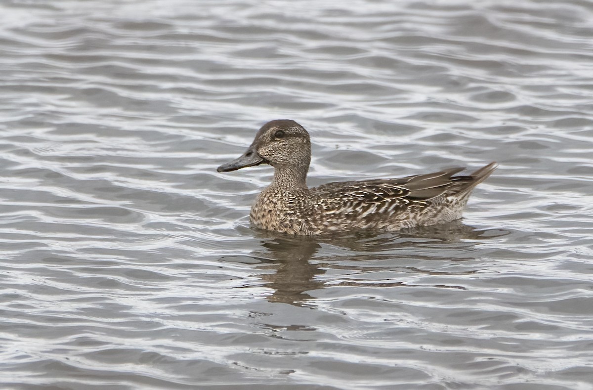 Green-winged Teal - ML609818517