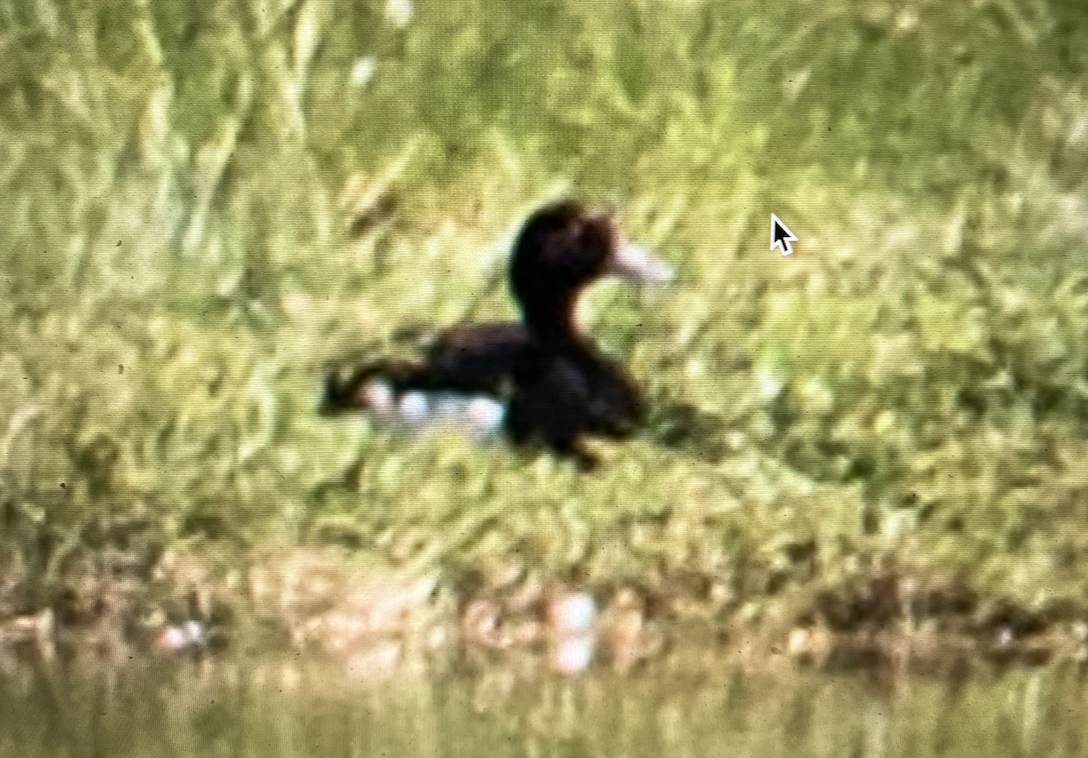 Tufted Duck - ML609818796