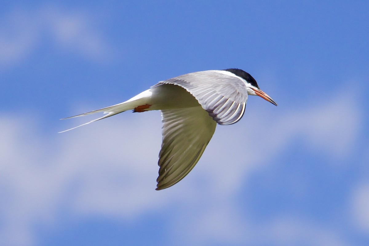 Common Tern - ML609818819