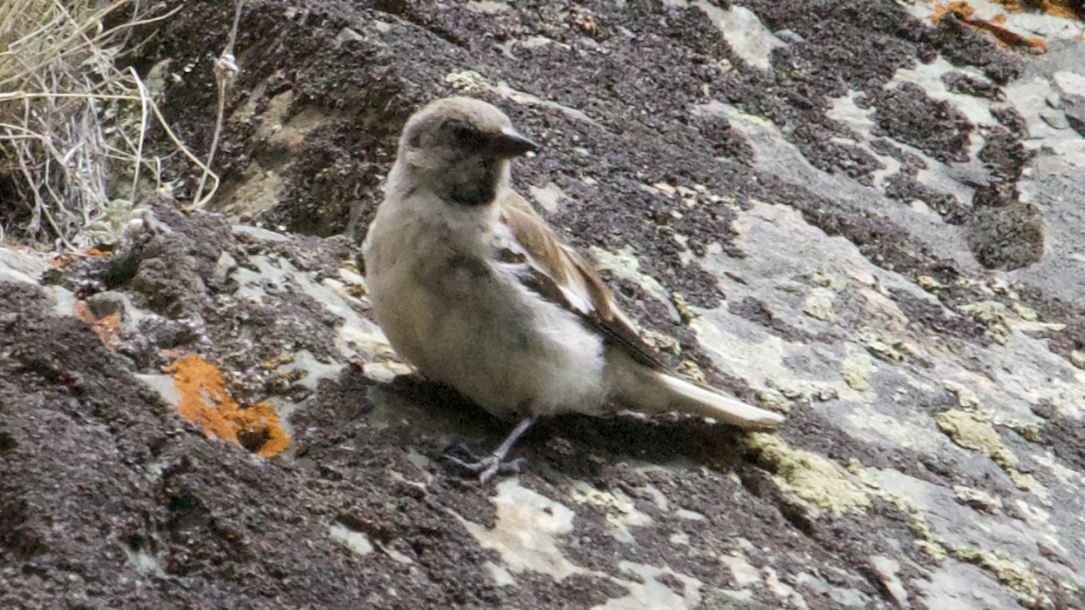 White-winged Snowfinch - ML609819002