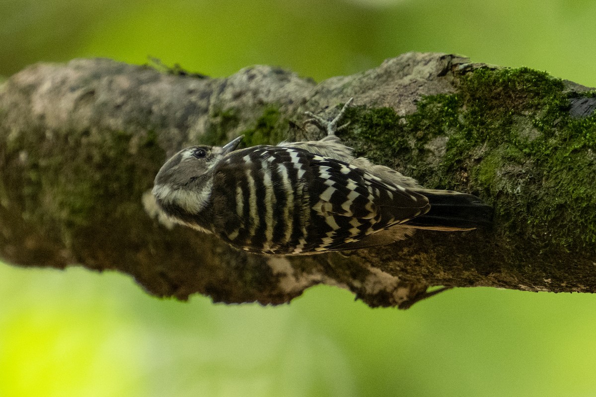 Japanese Pygmy Woodpecker - ML609819621