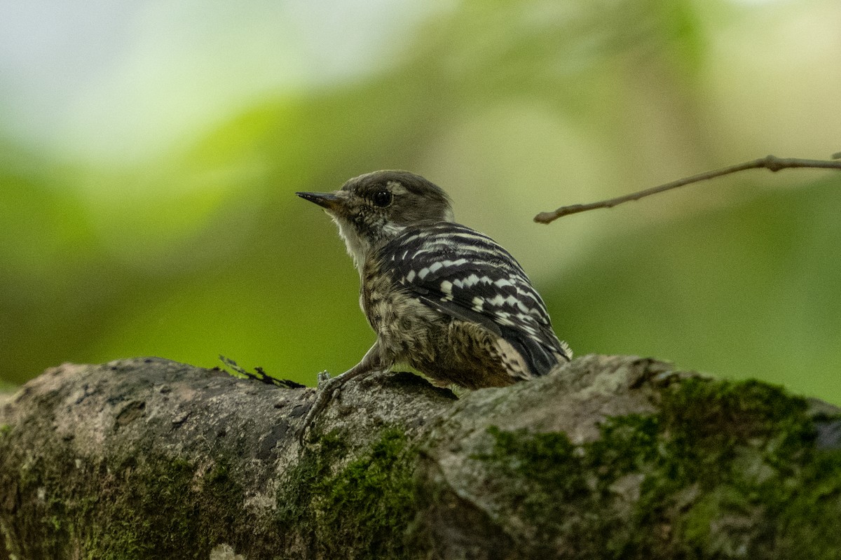 Japanese Pygmy Woodpecker - ML609819622