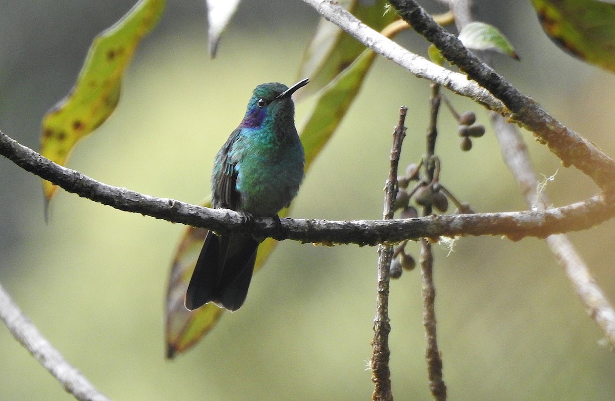 kolibřík modrouchý - ML609819808
