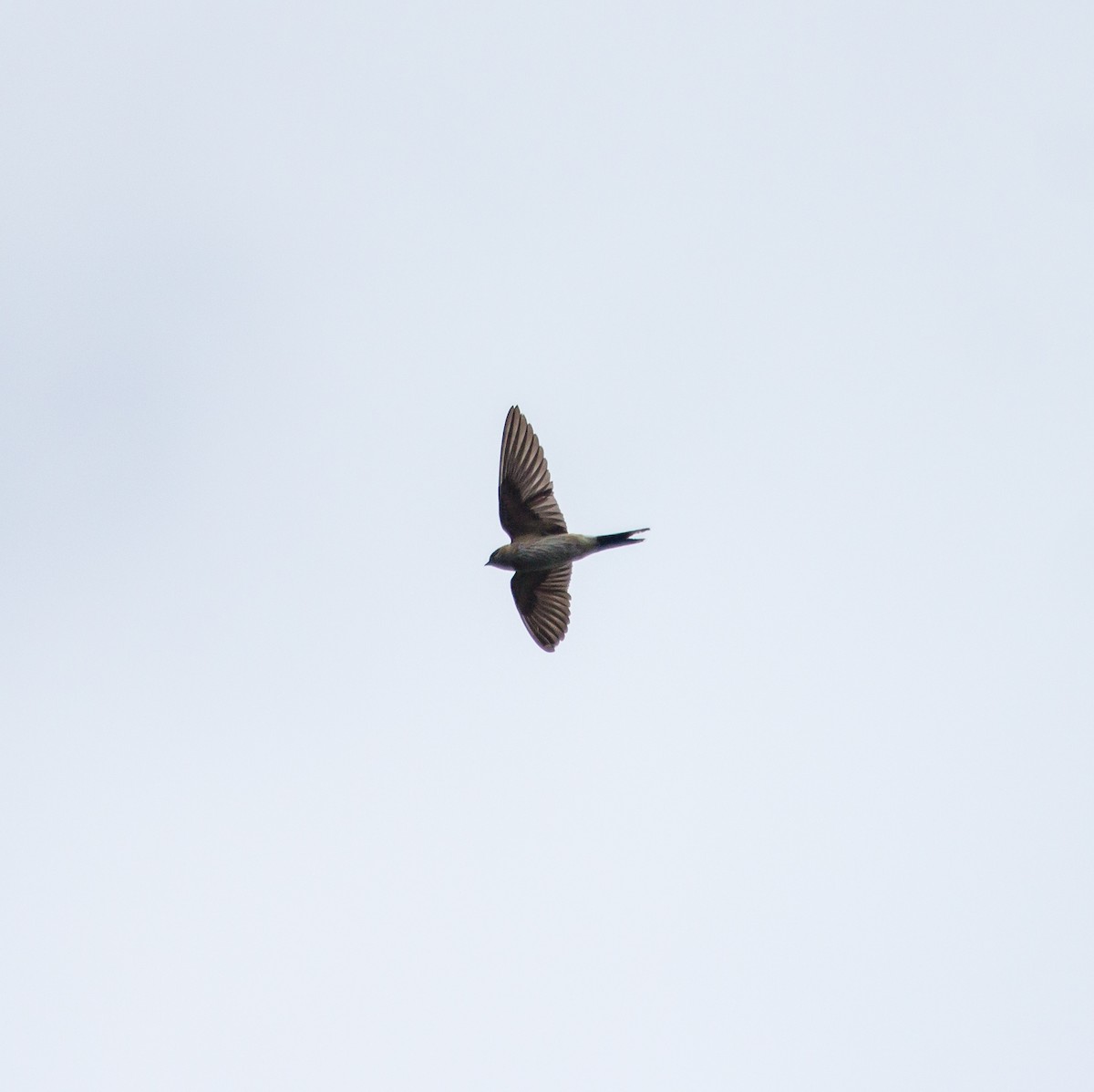 Red-rumped/Striated Swallow - Rail Whisperer