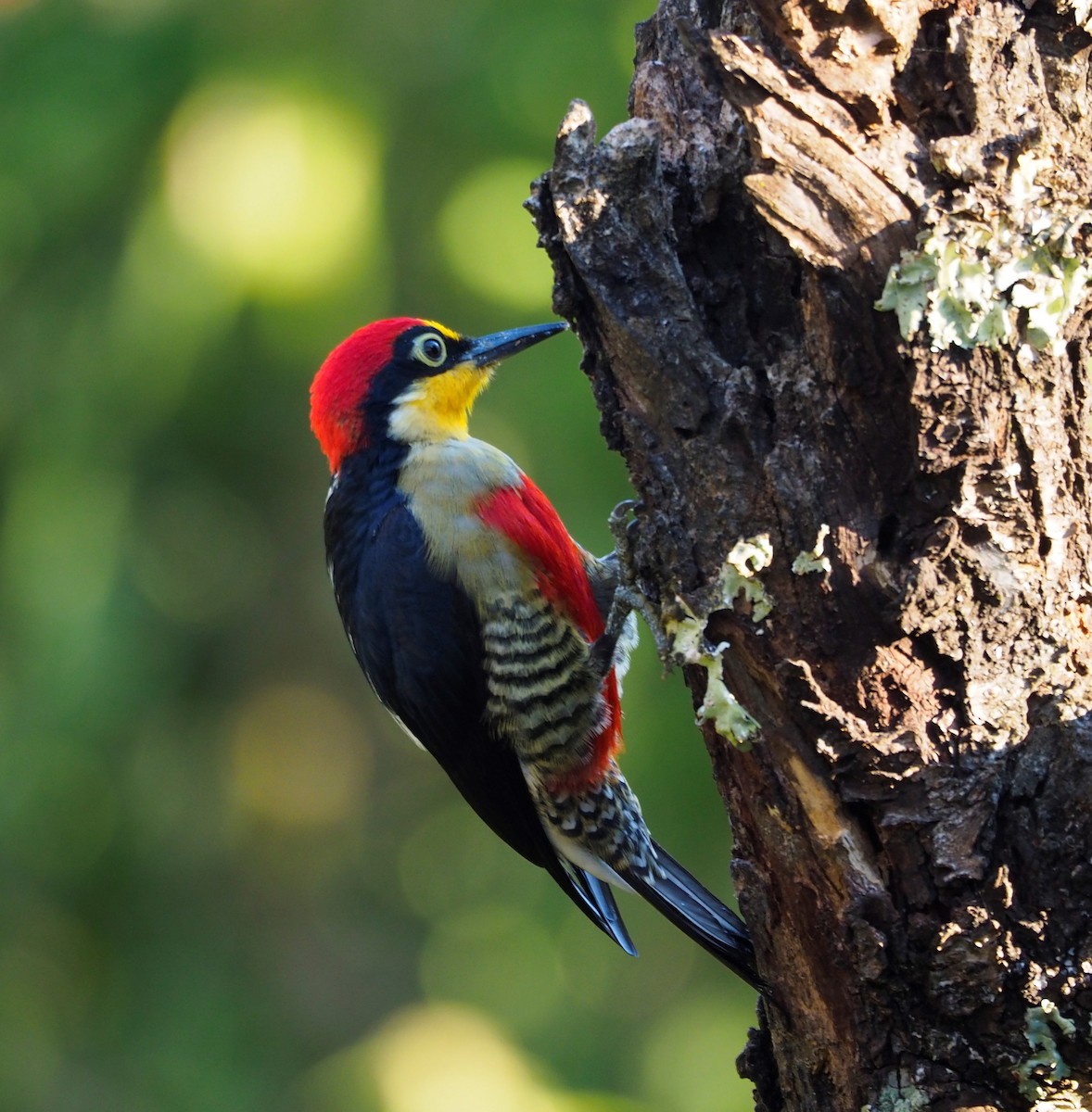 Yellow-fronted Woodpecker - ML609820013