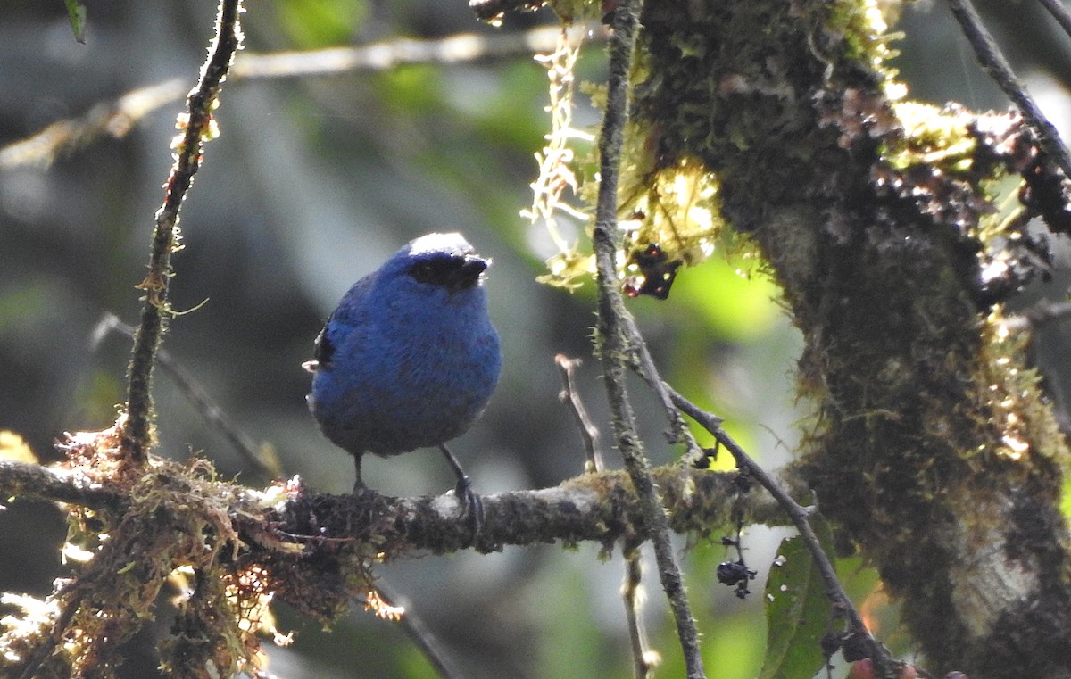 Blue-and-black Tanager - ML609820045