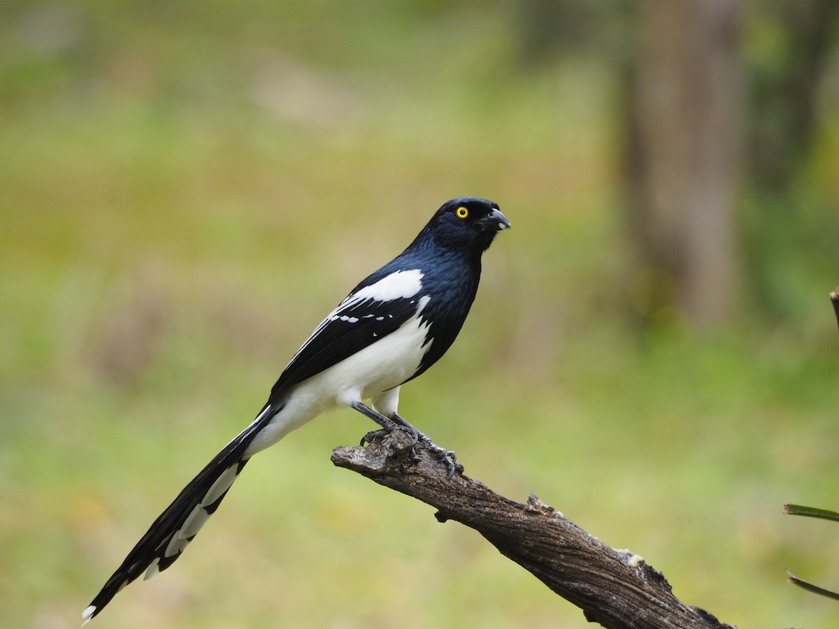 Magpie Tanager - ML609820085