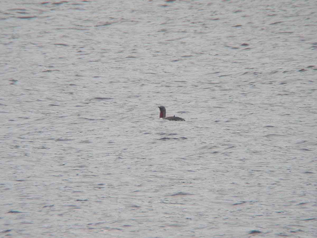 Red-throated Loon - ML609820087