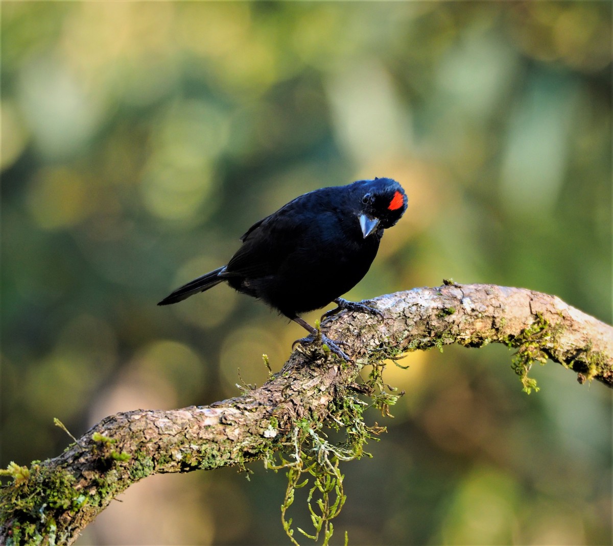 Ruby-crowned Tanager - Christian Williams
