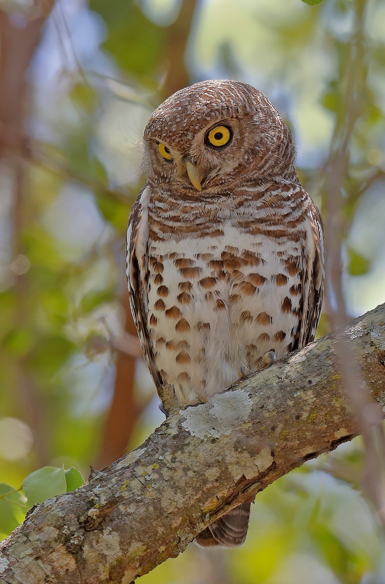 African Barred Owlet - ML609820131