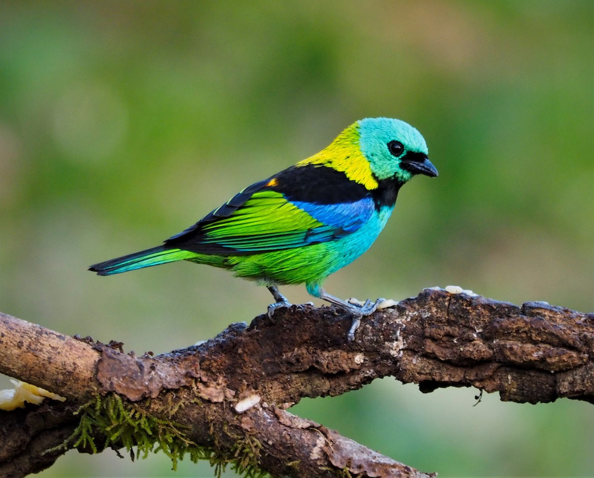 Green-headed Tanager - ML609820163