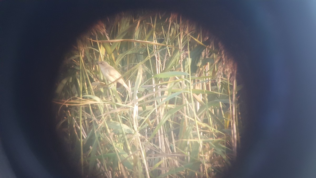 Great Reed Warbler - ML609820204