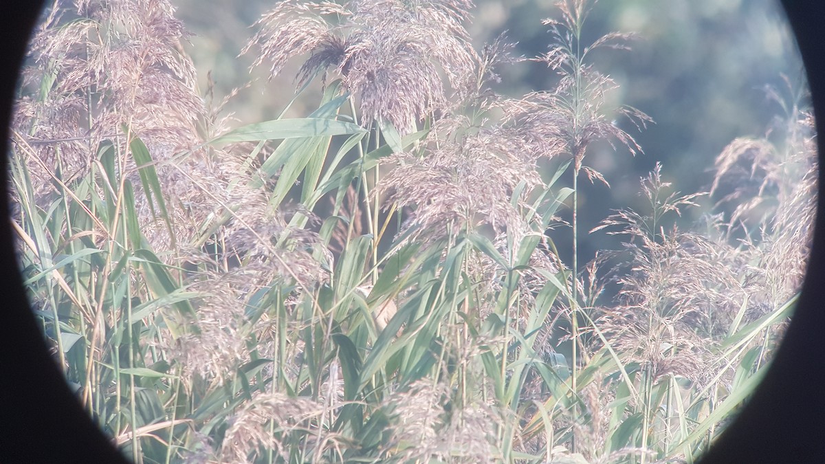 Great Reed Warbler - ML609820205