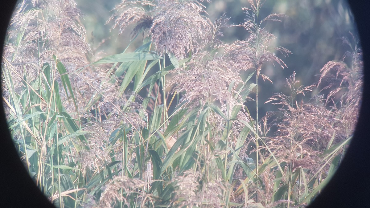 Great Reed Warbler - ML609820207
