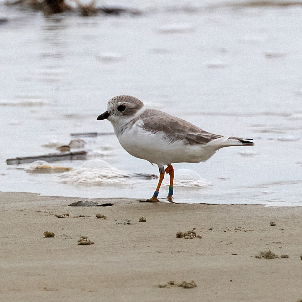 Piping Plover - ML609820487