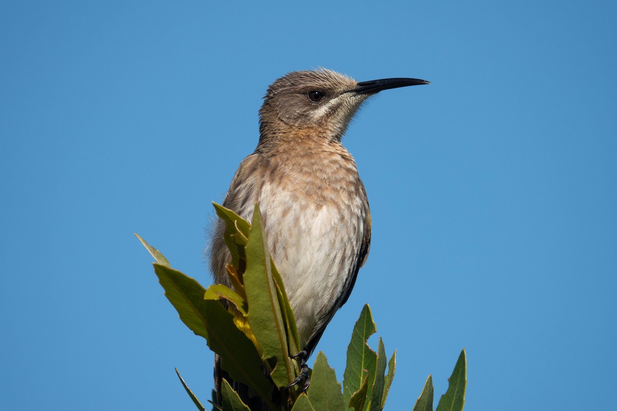 Cape Sugarbird - Rhys Gwilliam